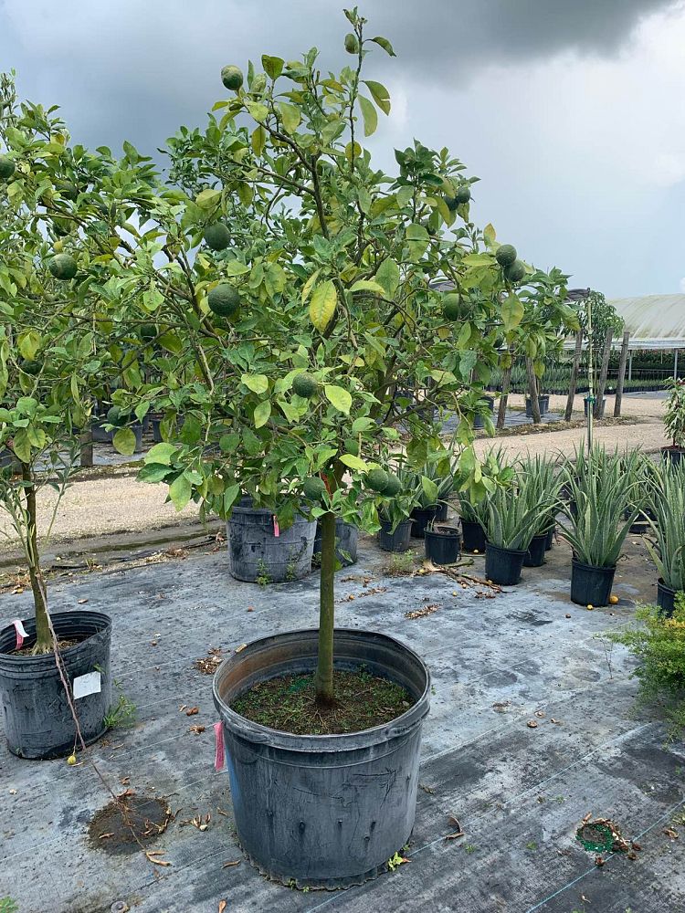 citrus