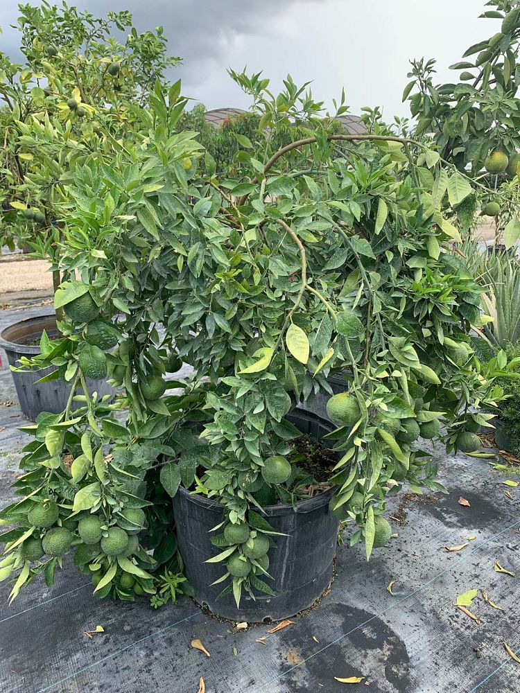 citrus