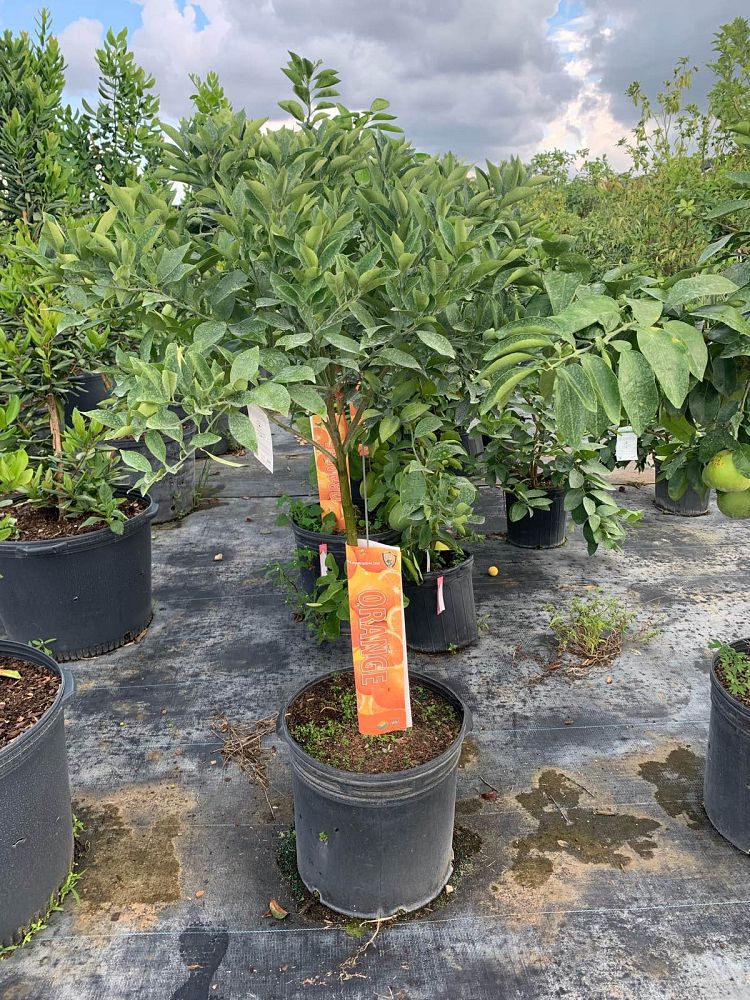 citrus