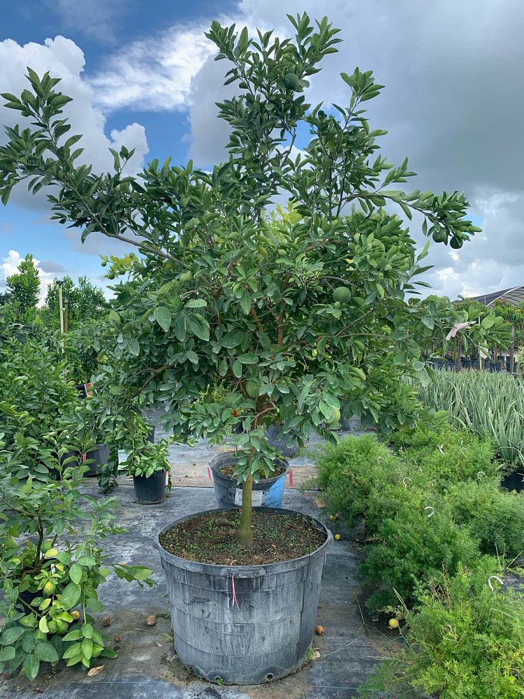 citrus