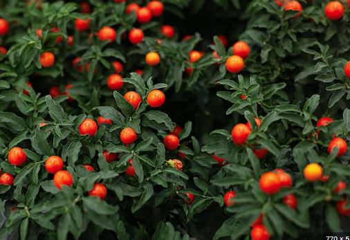 citrus