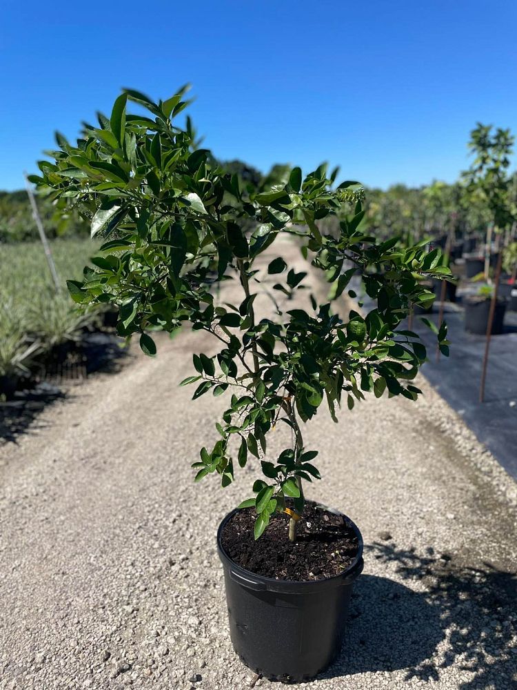 citrus-x-tangelo-minneola-tangelo-orange-edible