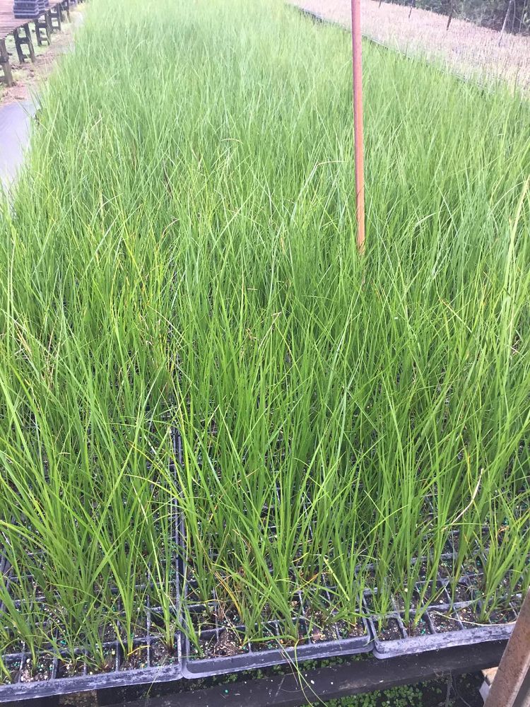 cladium-jamaicense-sawgrass