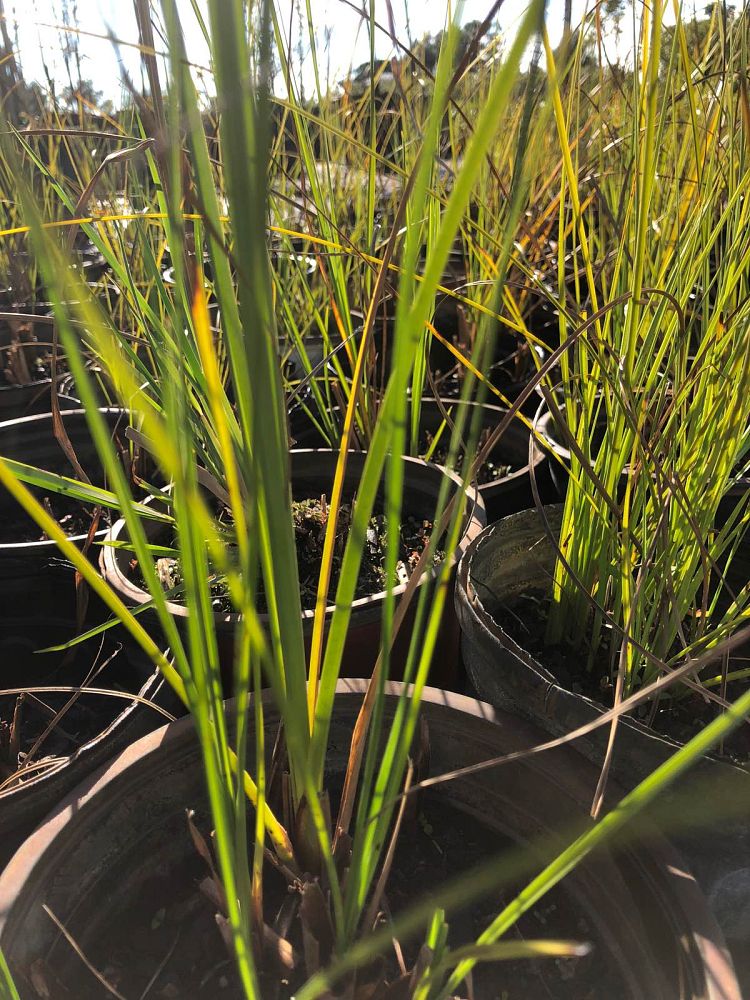 cladium-jamaicense-sawgrass