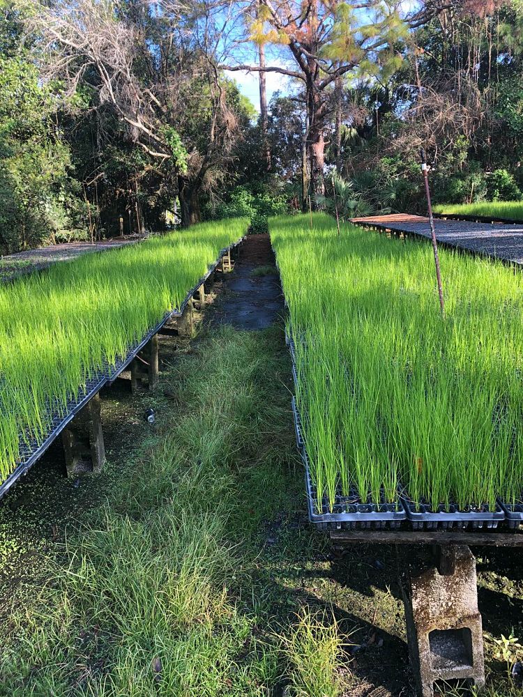 cladium-jamaicense-sawgrass