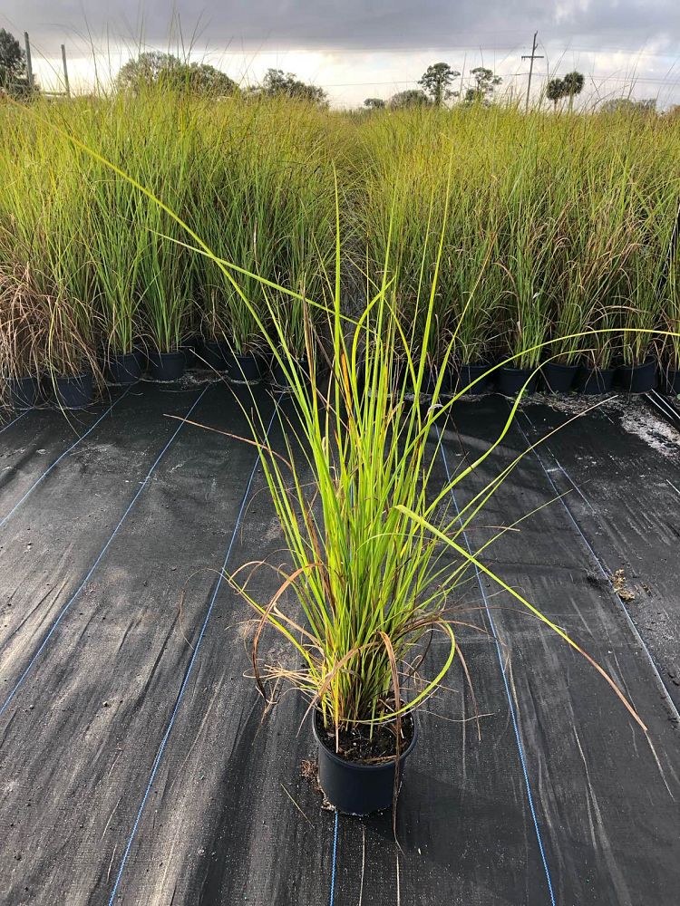 cladium-jamaicense-sawgrass
