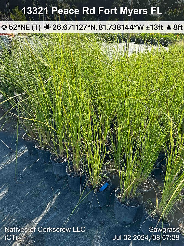 cladium-jamaicense-sawgrass