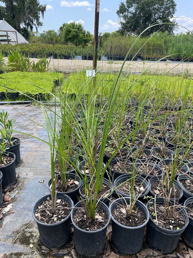 cladium-jamaicense-sawgrass