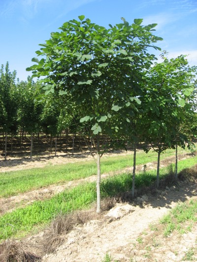 cladrastis-kentukea-american-yellowwood-cladrastis-lutea