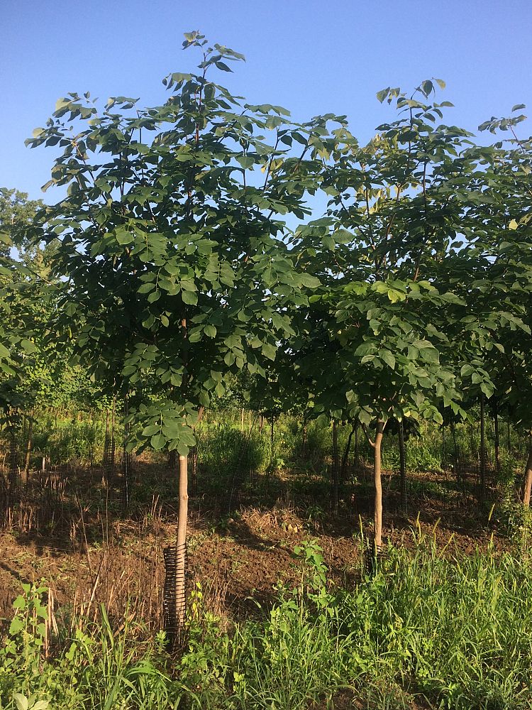 cladrastis-kentukea-american-yellowwood-cladrastis-lutea