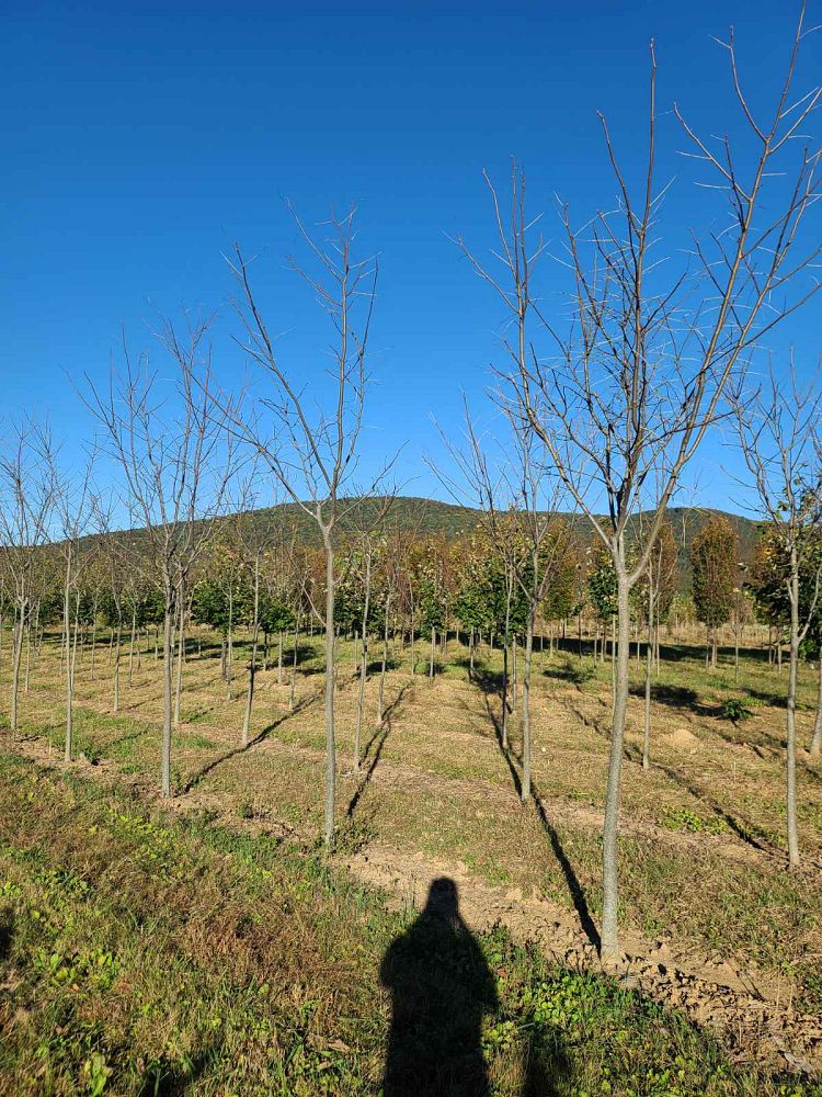 cladrastis-kentukea-american-yellowwood-cladrastis-lutea