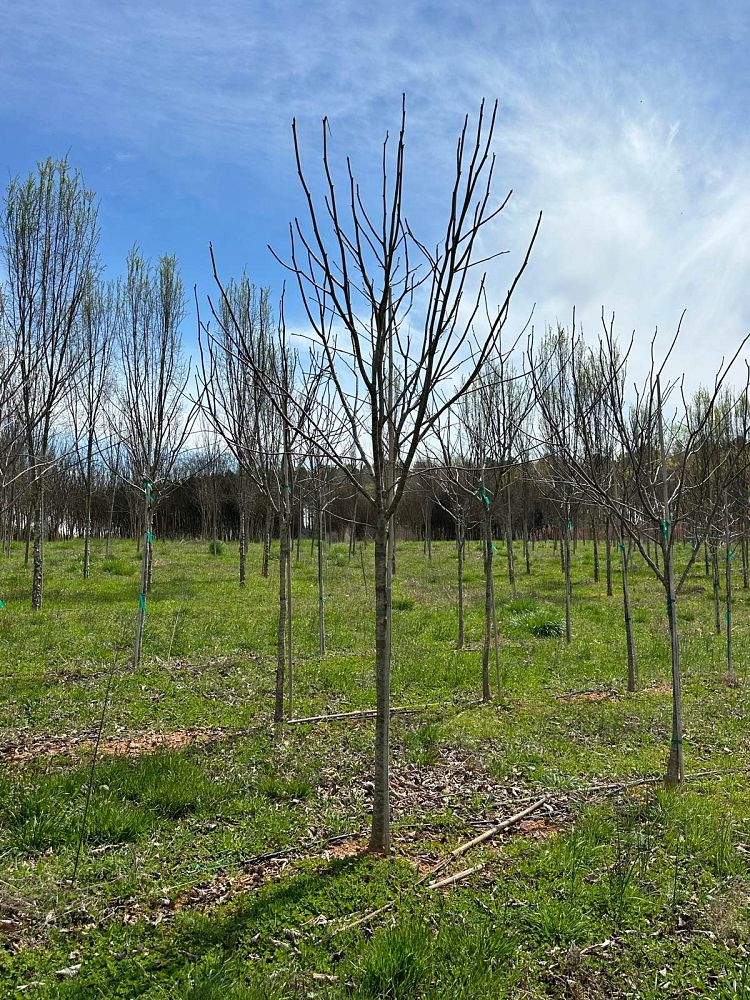 cladrastis-lutea-kentucky-yellowwood-american-yellowwood
