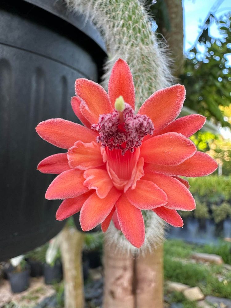 cleistocactus-colademononis-monkey-s-tail