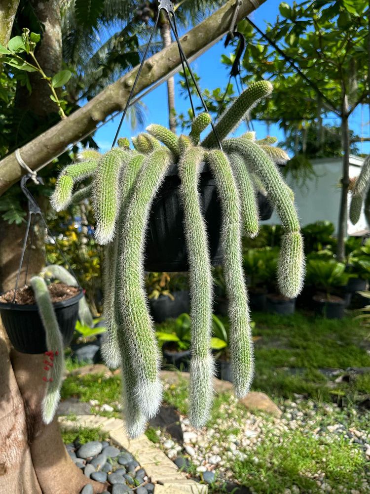 cleistocactus-colademononis-monkey-s-tail