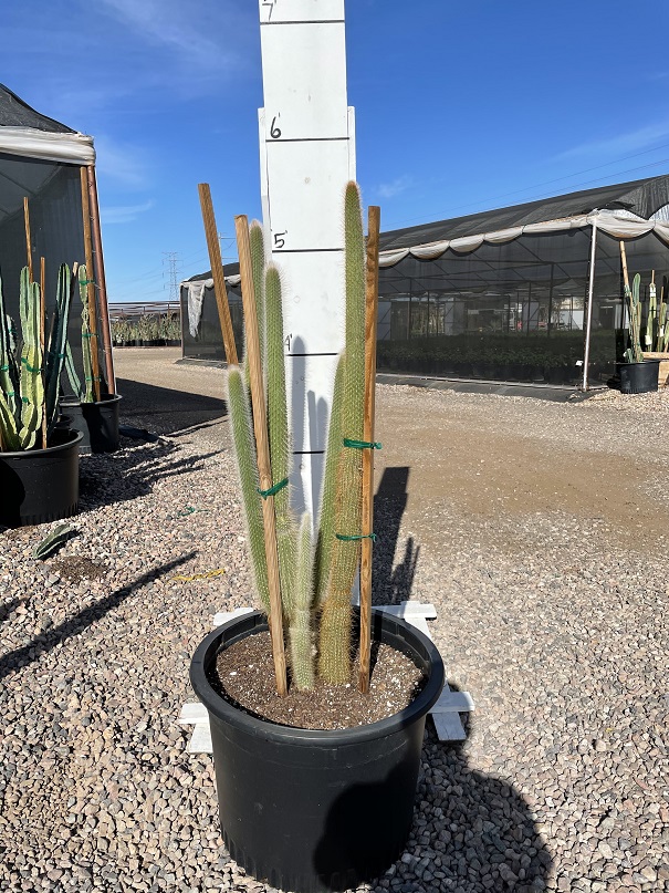 cleistocactus-strausii-snow-pole-wooly-torch-silver-torch