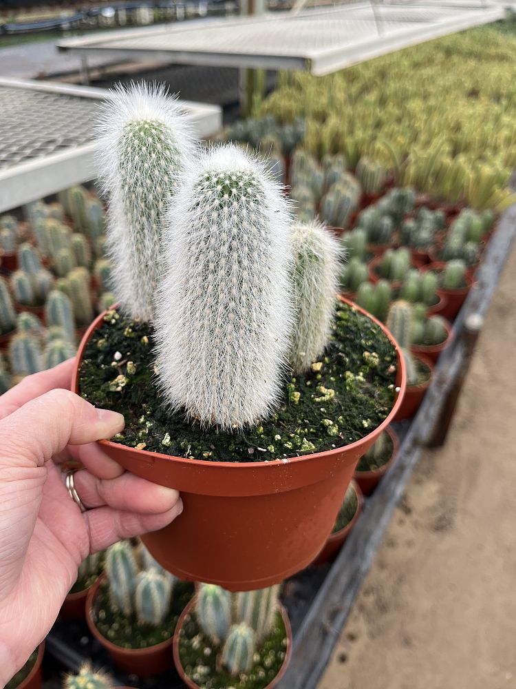 cleistocactus-strausii-snow-pole-wooly-torch-silver-torch