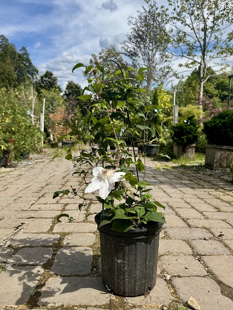 clematis-henryi
