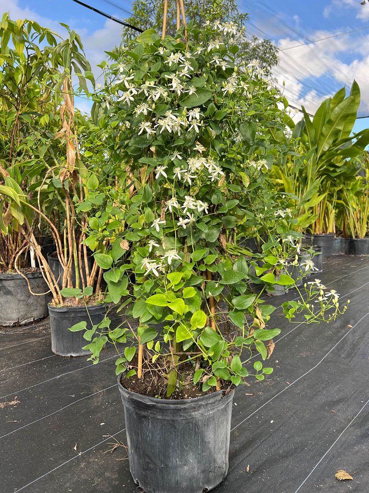 clematis-paniculata-sweet-autumn