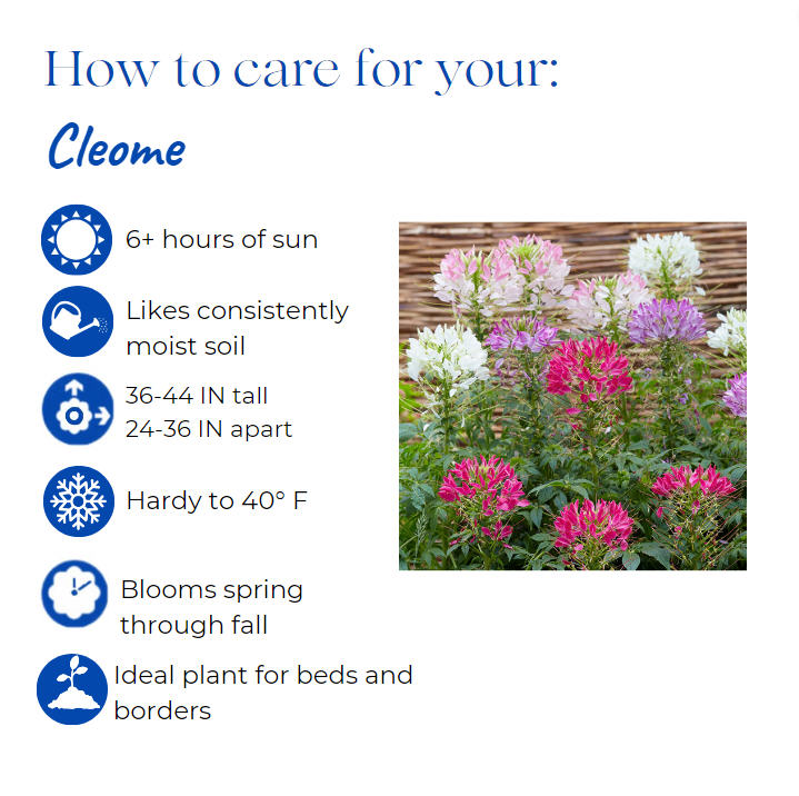 cleome-houtteana-sparkler-mix-cleome-grandfather-s-whiskers-spider-legs-spider-flower