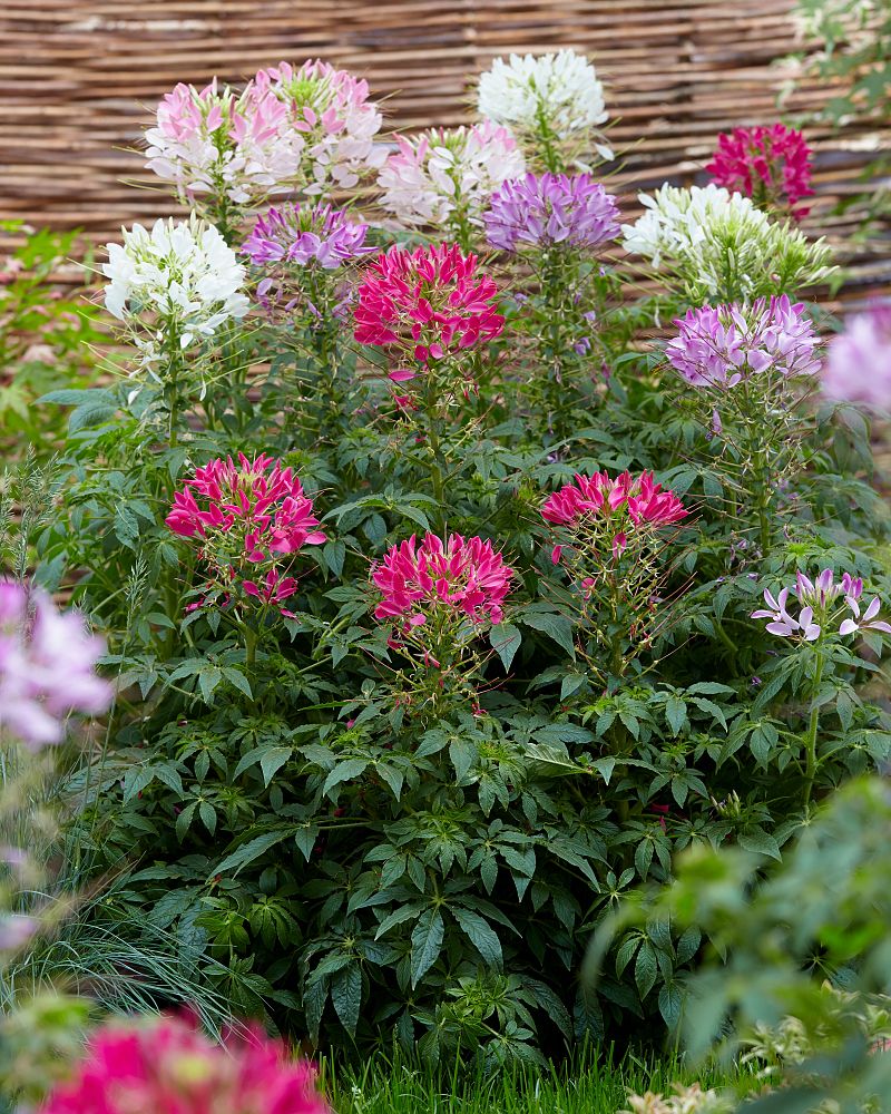 cleome-houtteana-sparkler-mix-cleome-grandfather-s-whiskers-spider-legs-spider-flower