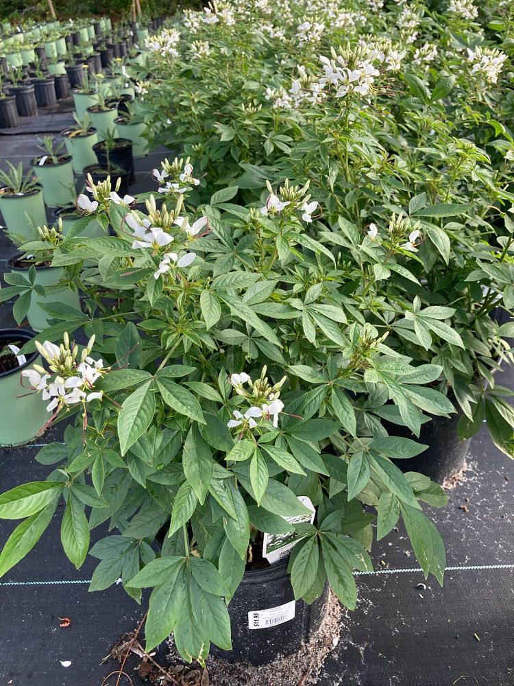 cleome-senorita-blanca-grandfather-s-whiskers-spider-legs-spider-flower