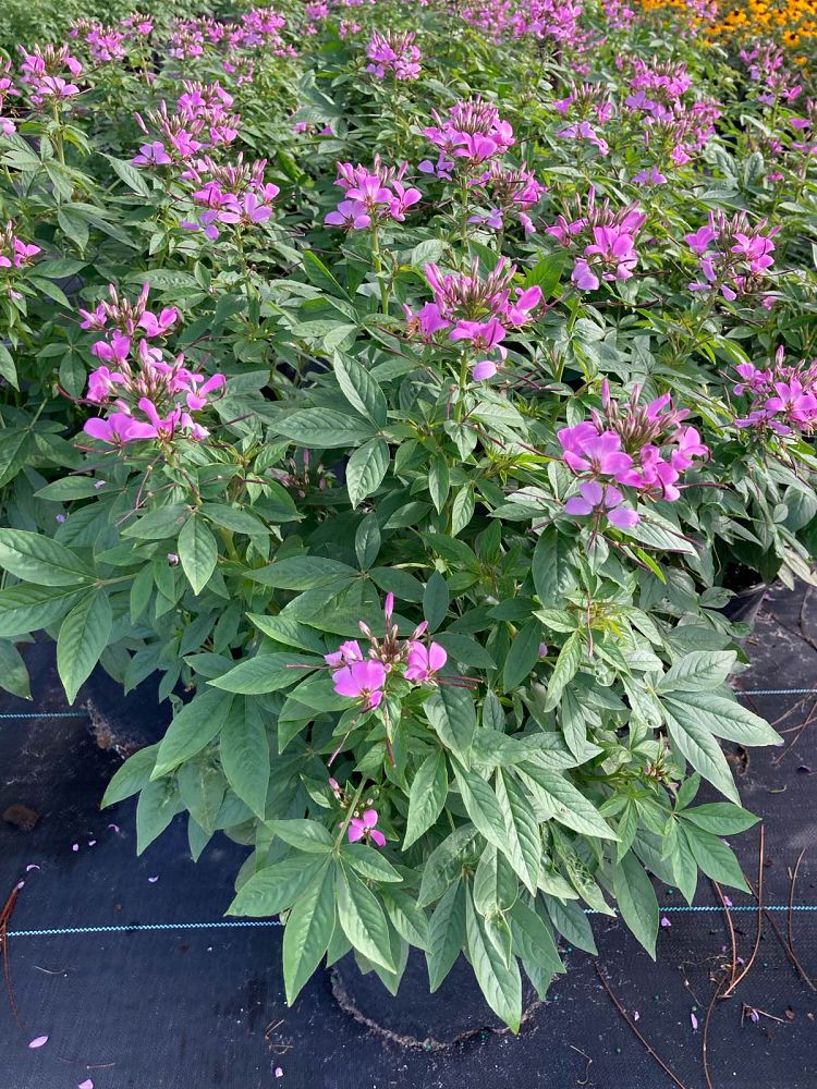 cleome-senorita-rosalita-grandfather-s-whiskers-spider-legs-spider-flower
