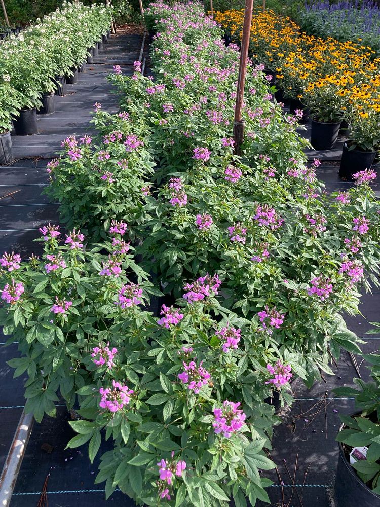 cleome-senorita-rosalita-grandfather-s-whiskers-spider-legs-spider-flower
