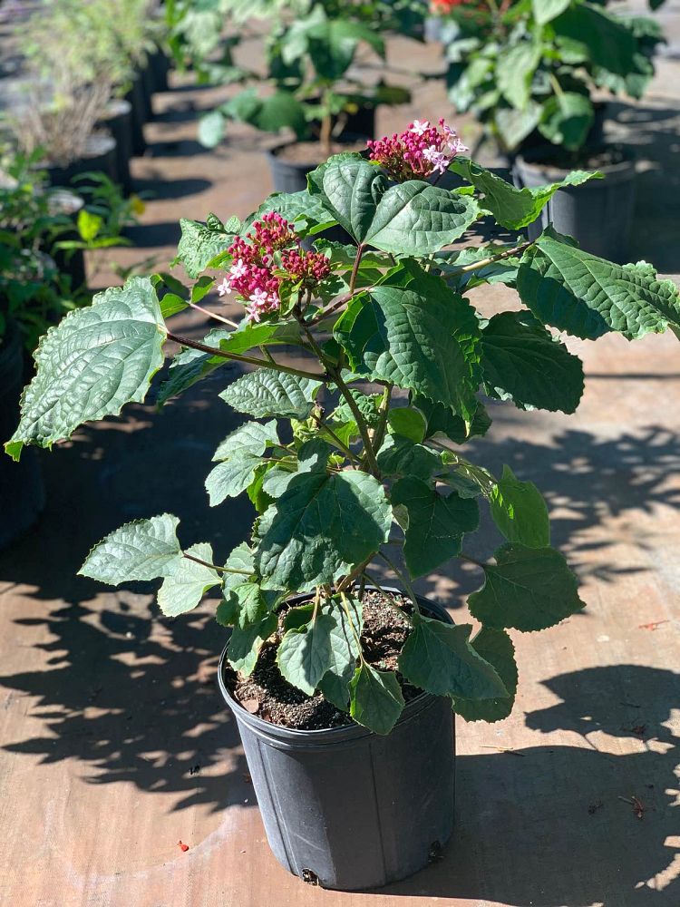clerodendrum-bungei-glory-flower-bagflower-bleeding-heart