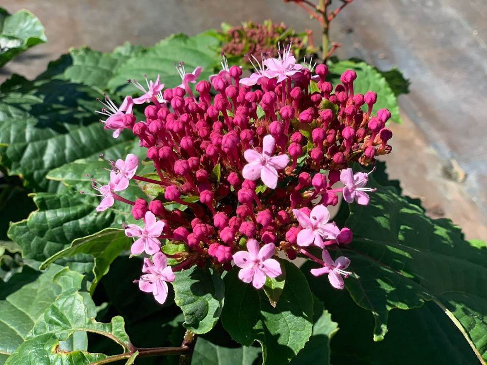 clerodendrum-bungei-glory-flower-bagflower-bleeding-heart