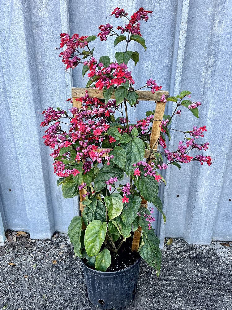 clerodendrum-bungei-glory-flower-bagflower-bleeding-heart