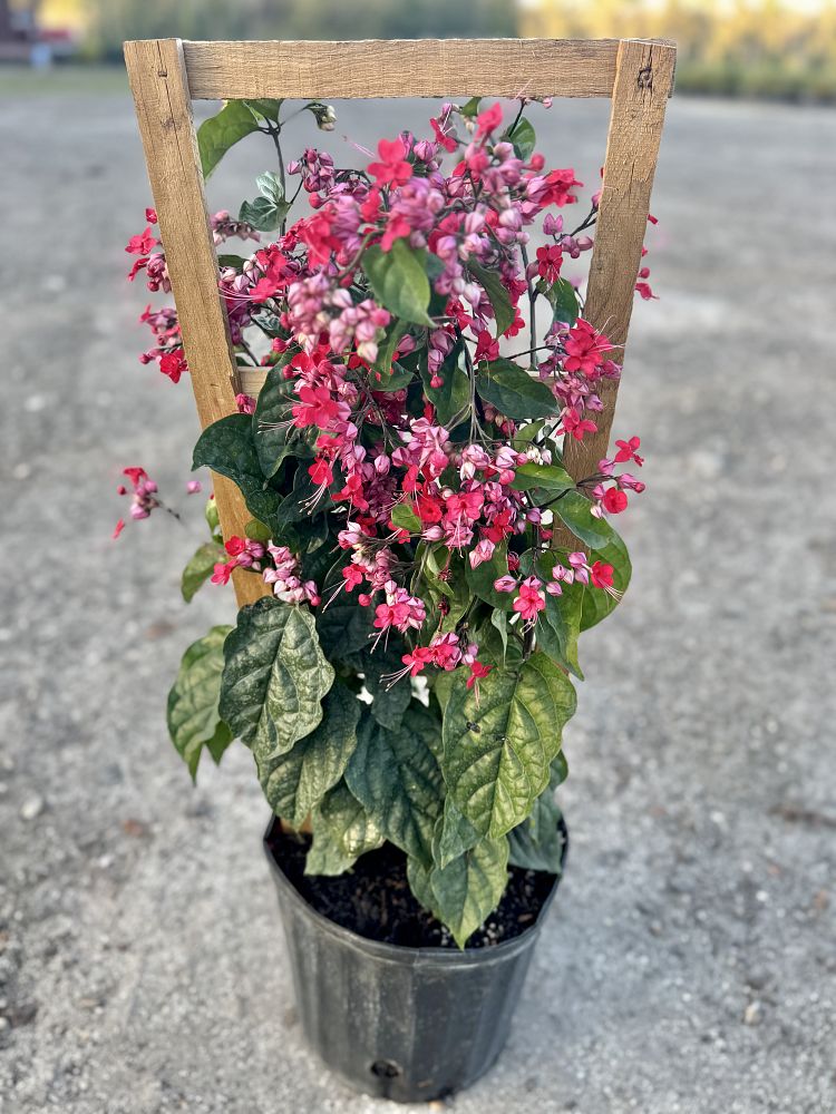 clerodendrum-bungei-glory-flower-bagflower-bleeding-heart