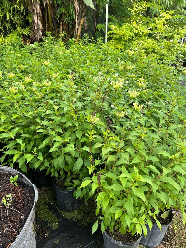 clerodendrum-incisum-musical-notes-plant-morning-kiss-witches-tongue