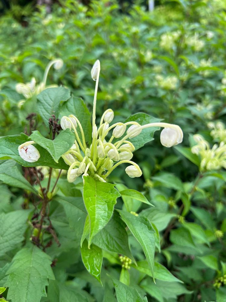 clerodendrum-incisum-musical-notes-plant-morning-kiss-witches-tongue