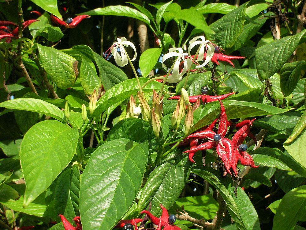 clerodendrum-minahassae-glory-bower-bagflower-bleeding-heart-tube-flower
