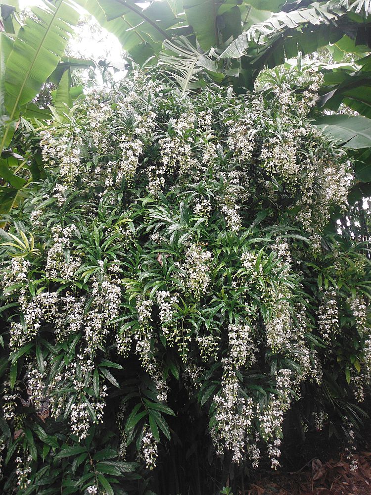 clerodendrum-nutans-nodding-clerodendrum-clerodendrum-wallichii