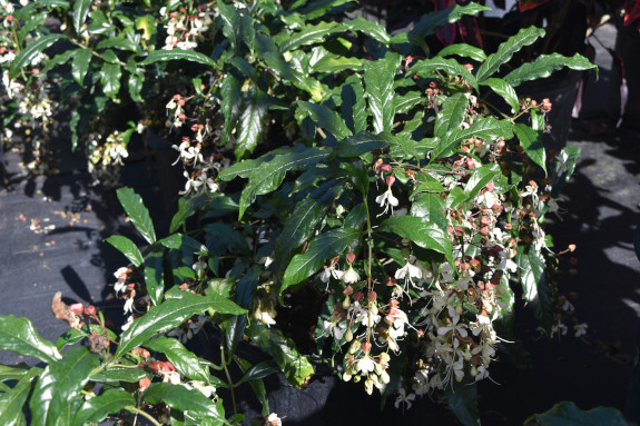 clerodendrum-nutans-nodding-clerodendrum-clerodendrum-wallichii