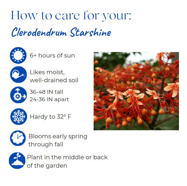 clerodendrum-paniculatum-pagoda-flower