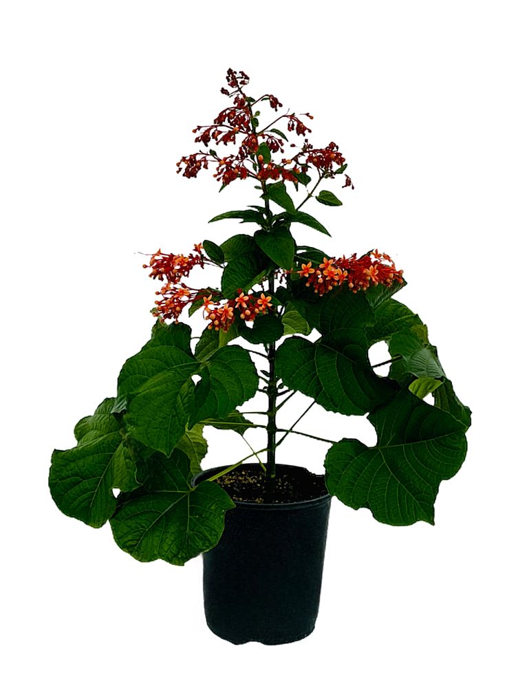 clerodendrum-paniculatum-pagoda-flower