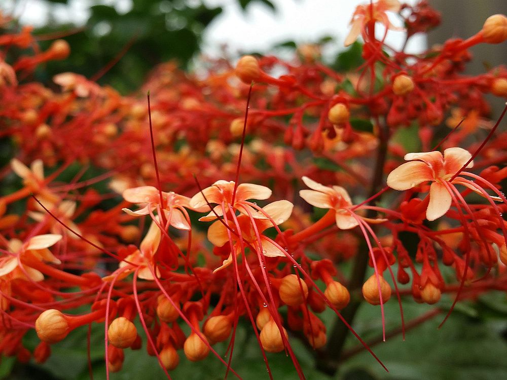 clerodendrum-paniculatum-pagoda-flower