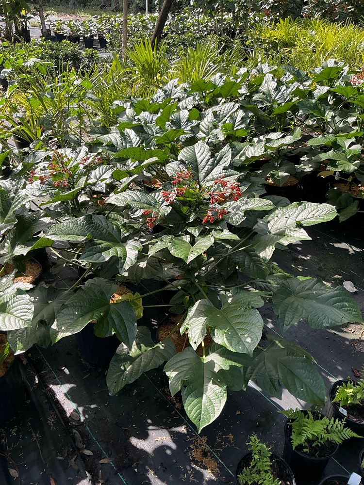 clerodendrum-paniculatum-pagoda-flower