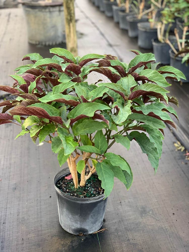 clerodendrum-quadriloculare-morningstar-shooting-star-dwarf-starburst-clerodendrum