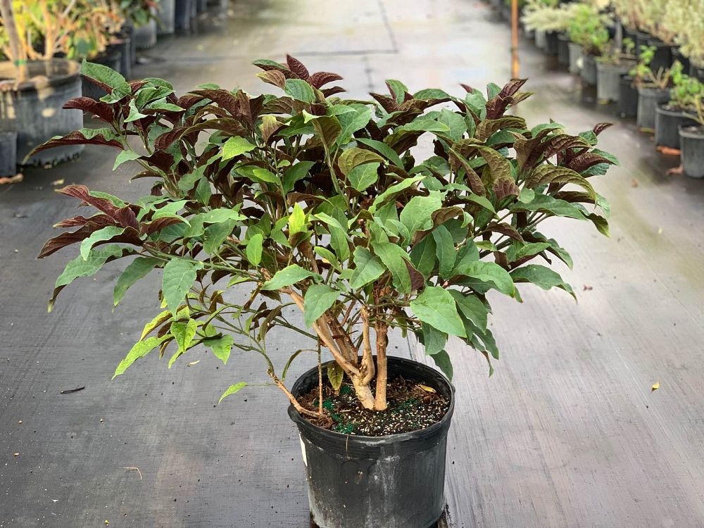 clerodendrum-quadriloculare-morningstar-shooting-star-dwarf-starburst-clerodendrum