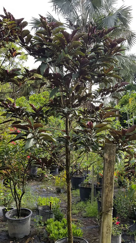 clerodendrum-quadriloculare-shooting-star-starburst-clerodendrum