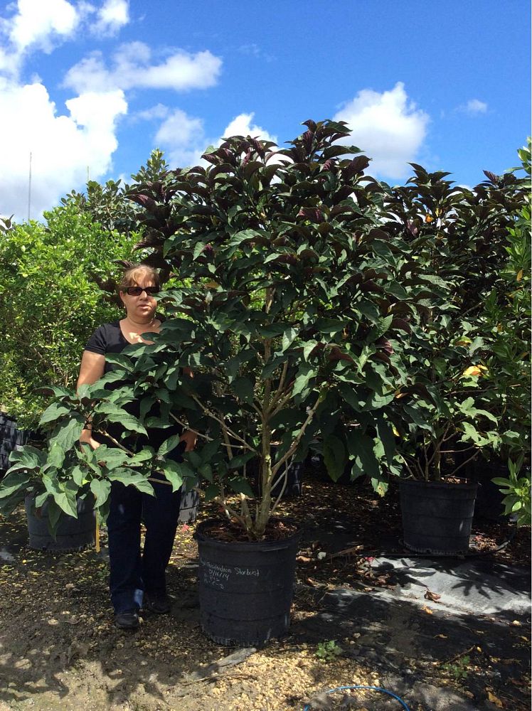 clerodendrum-quadriloculare-shooting-star-starburst-clerodendrum