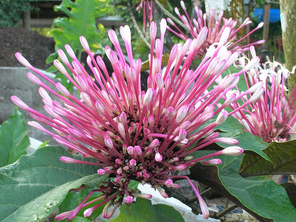 clerodendrum-quadriloculare-shooting-star-starburst-clerodendrum
