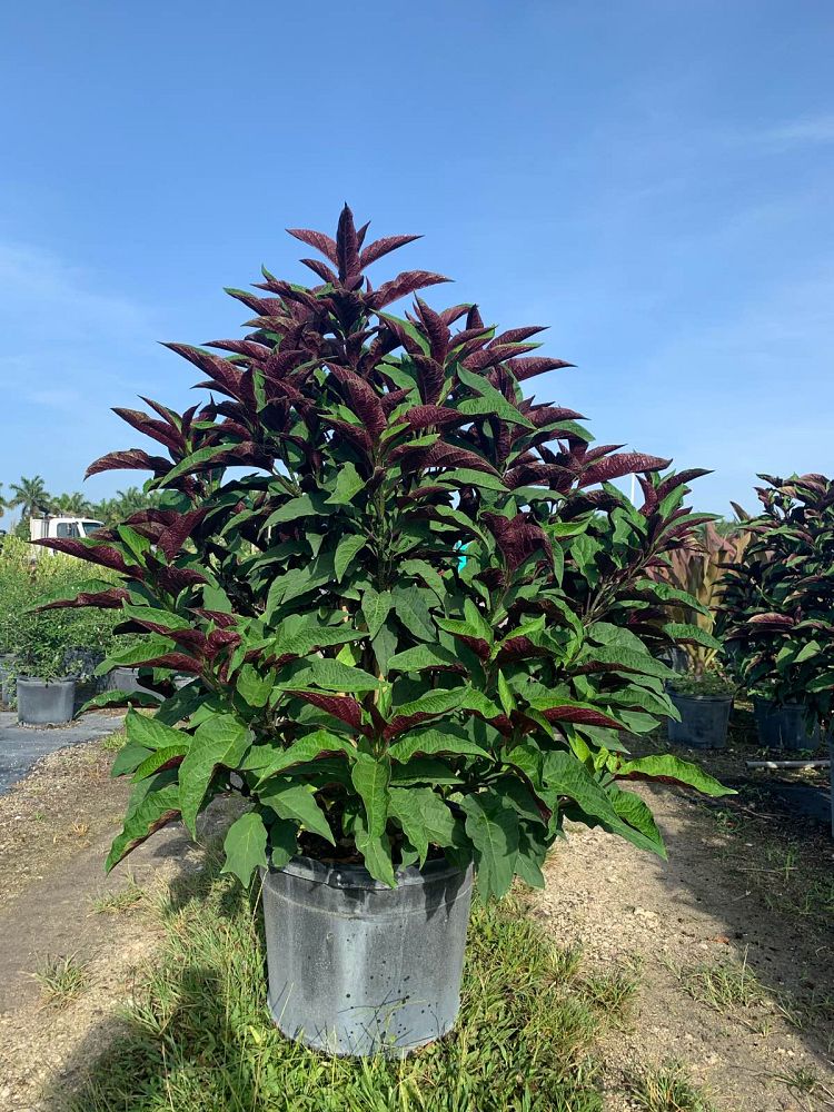 clerodendrum-quadriloculare-shooting-star-starburst-clerodendrum