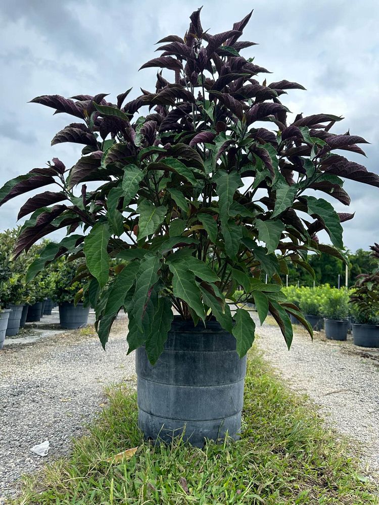 clerodendrum-quadriloculare-shooting-star-starburst-clerodendrum