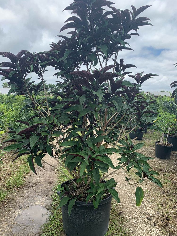 clerodendrum-quadriloculare-shooting-star-starburst-clerodendrum