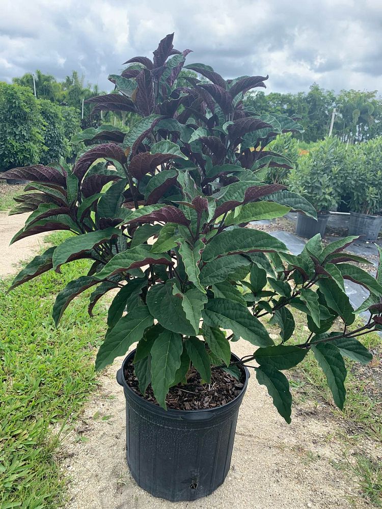 clerodendrum-quadriloculare-shooting-star-starburst-clerodendrum