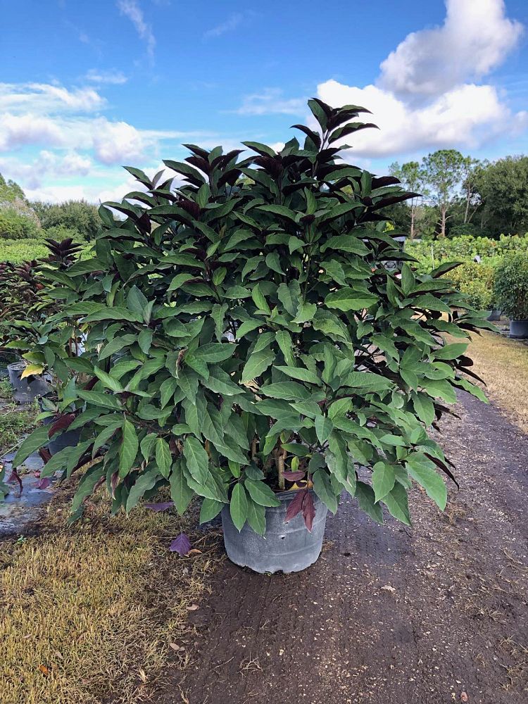 clerodendrum-quadriloculare-shooting-star-starburst-clerodendrum